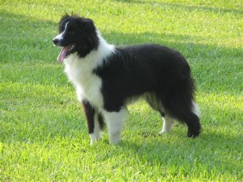 akc border collie breed standard